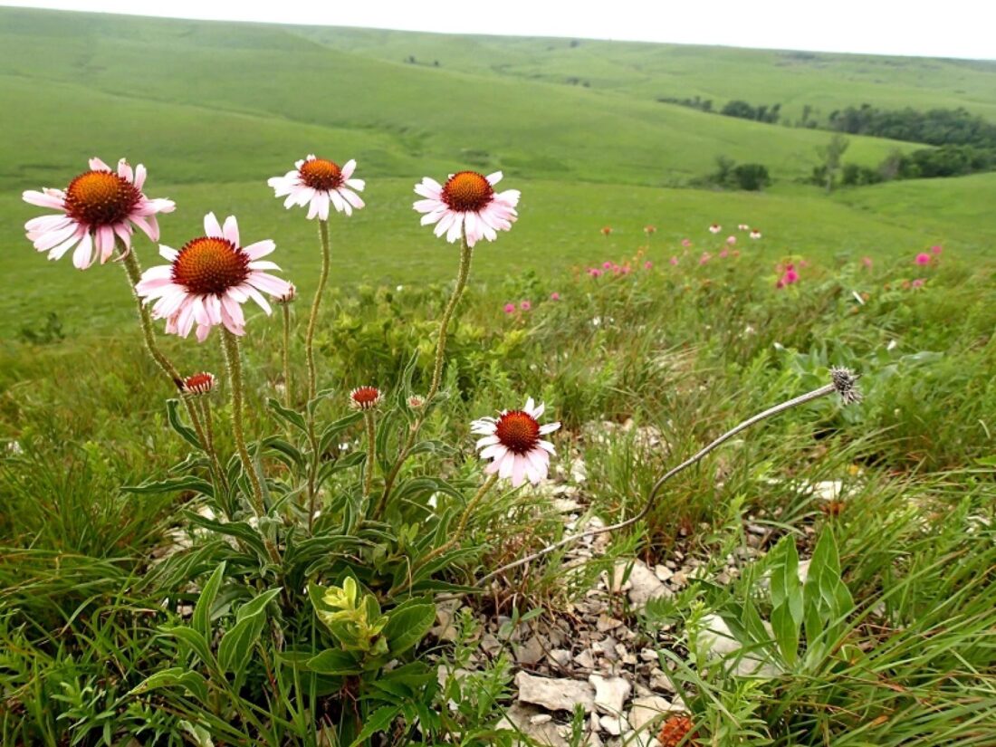 Kansas Department of Agriculture seeking input from ranchers and landowners about grassland conservation